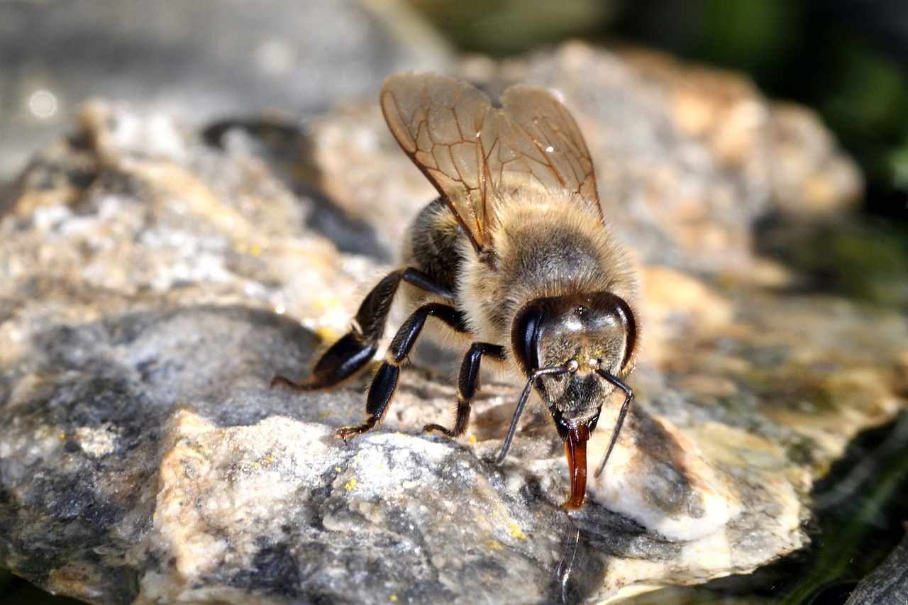 The Benefits of Urban Beekeeping